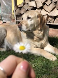 Close-up of dog resting on plant