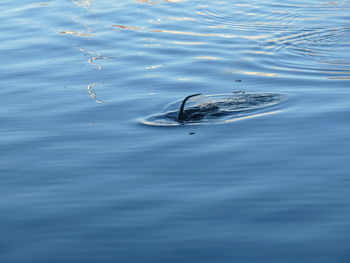 High angle view of turtle swimming in lake