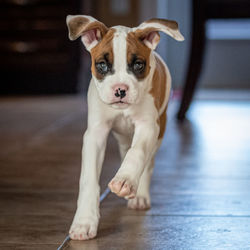 Portrait of cute puppy