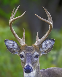 Portrait of deer, buck