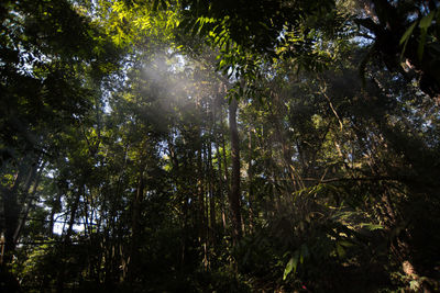 Low angle view of trees in forest