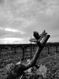 Close-up of driftwood on field against sky