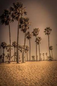 Palm trees on beach against sky