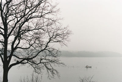 Bare tree by lake against clear sky