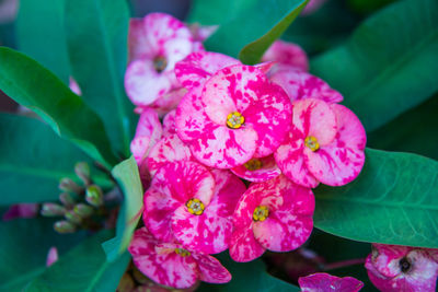 Close-up of pink flowering plant