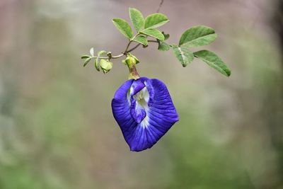 Close-up of purple flowering plant