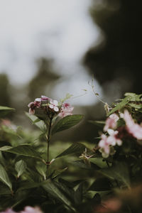 Close-up of pink flowering plant