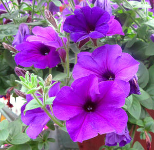 Close-up of pink flowers