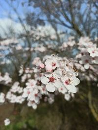 Close-up of cherry blossoms in spring