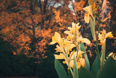 Close-up of yellow flowers blooming in park