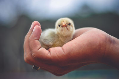 Close-up of hand holding small