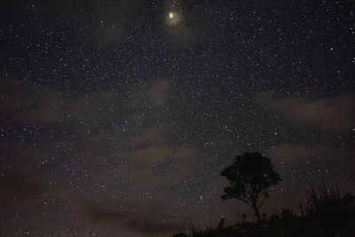 Low angle view of trees against sky at night