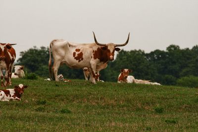 Cows standing in a field