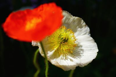 Close-up of flower blooming