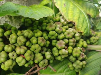 Close-up of grapes growing on plant