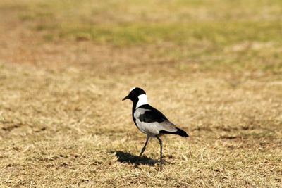 Close-up of bird on grass