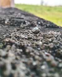 Close-up of lizard on rock