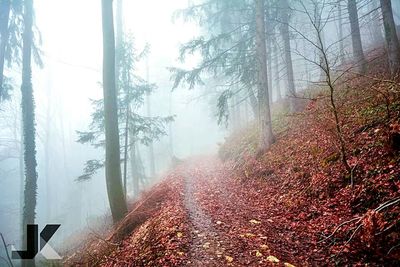 Road passing through forest