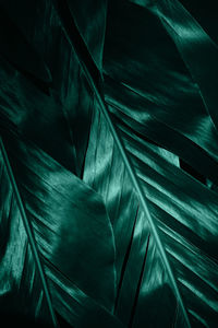 Full frame shot of palm leaves