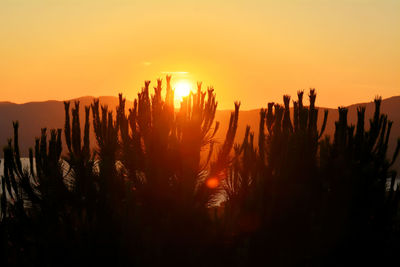 Silhouette plants against sky during sunset