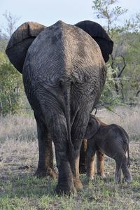 Elephant in a field