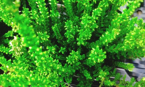 Full frame shot of green leaves