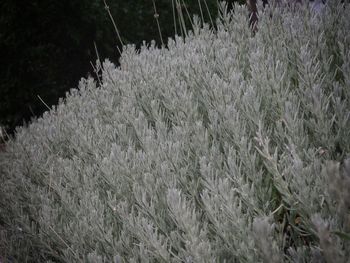 Close-up of fresh plants in field