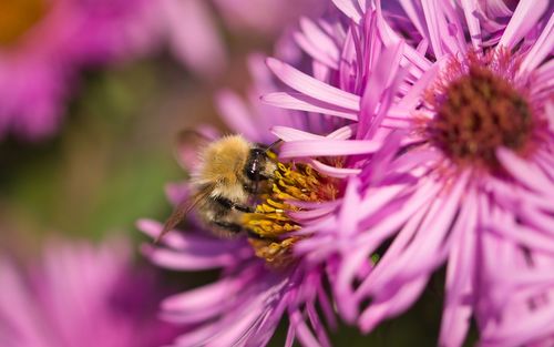 Close-up of honey bee on purple flower