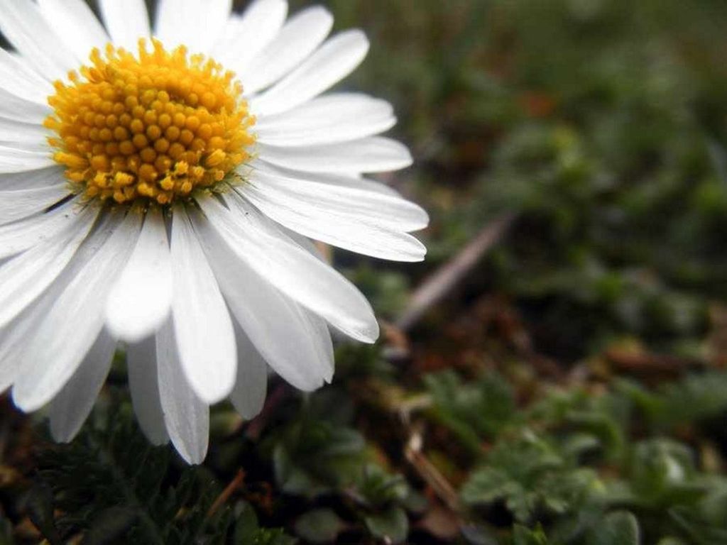 flower, freshness, petal, fragility, flower head, growth, beauty in nature, white color, close-up, pollen, nature, daisy, blooming, focus on foreground, yellow, plant, single flower, selective focus, in bloom, white