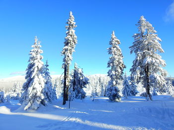 Trees on snow covered land against blue sky