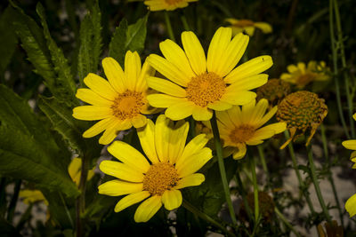 Close-up of yellow flowering plant