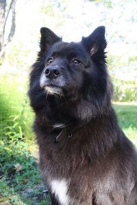 Portrait of dog sitting on field