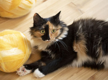 Close-up of cat sitting on floor with yellow yarn ball.