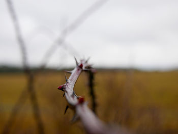 Close-up of barbed wire on field against sky