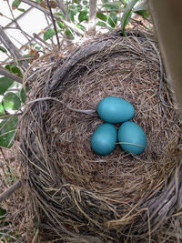 High angle view of eggs in bird nest on tree