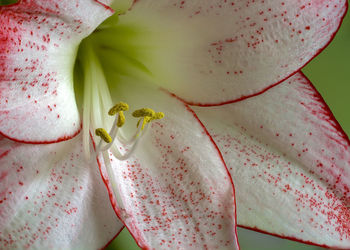 Close-up of fresh flower blooming in nature