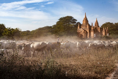 Horses in a field