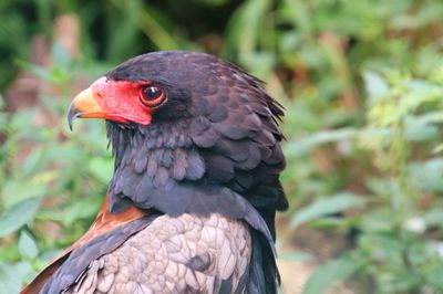 Close-up of a bird