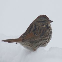 Close-up of a bird
