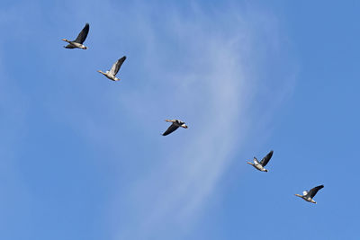 Low angle view of seagulls flying