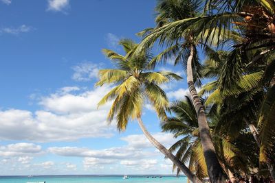 Low angle view of coconut palm tree against sky