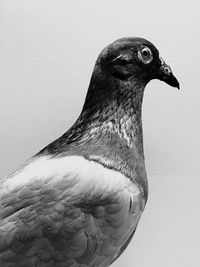 Close-up of bird perching