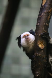 Close-up of marmoset on tree