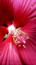 Close-up of pink flower