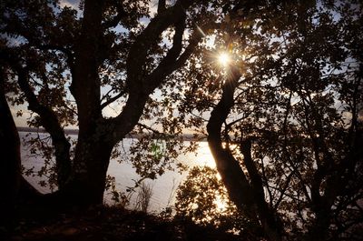 Low angle view of trees in forest