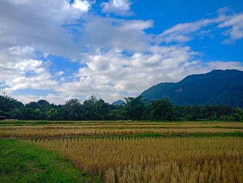 Scenic view of agricultural field against sky