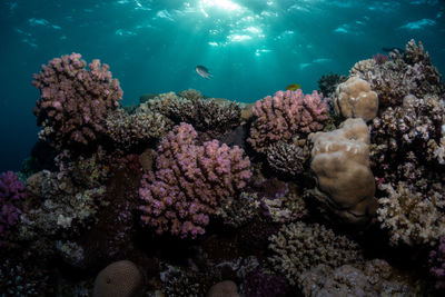 Low angle view of coral in sea at sunset 