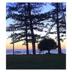 Trees on beach against sky during sunset