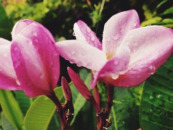 Close-up of wet pink flower