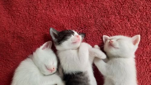 Directly above shot of kittens sleeping on red rug at home